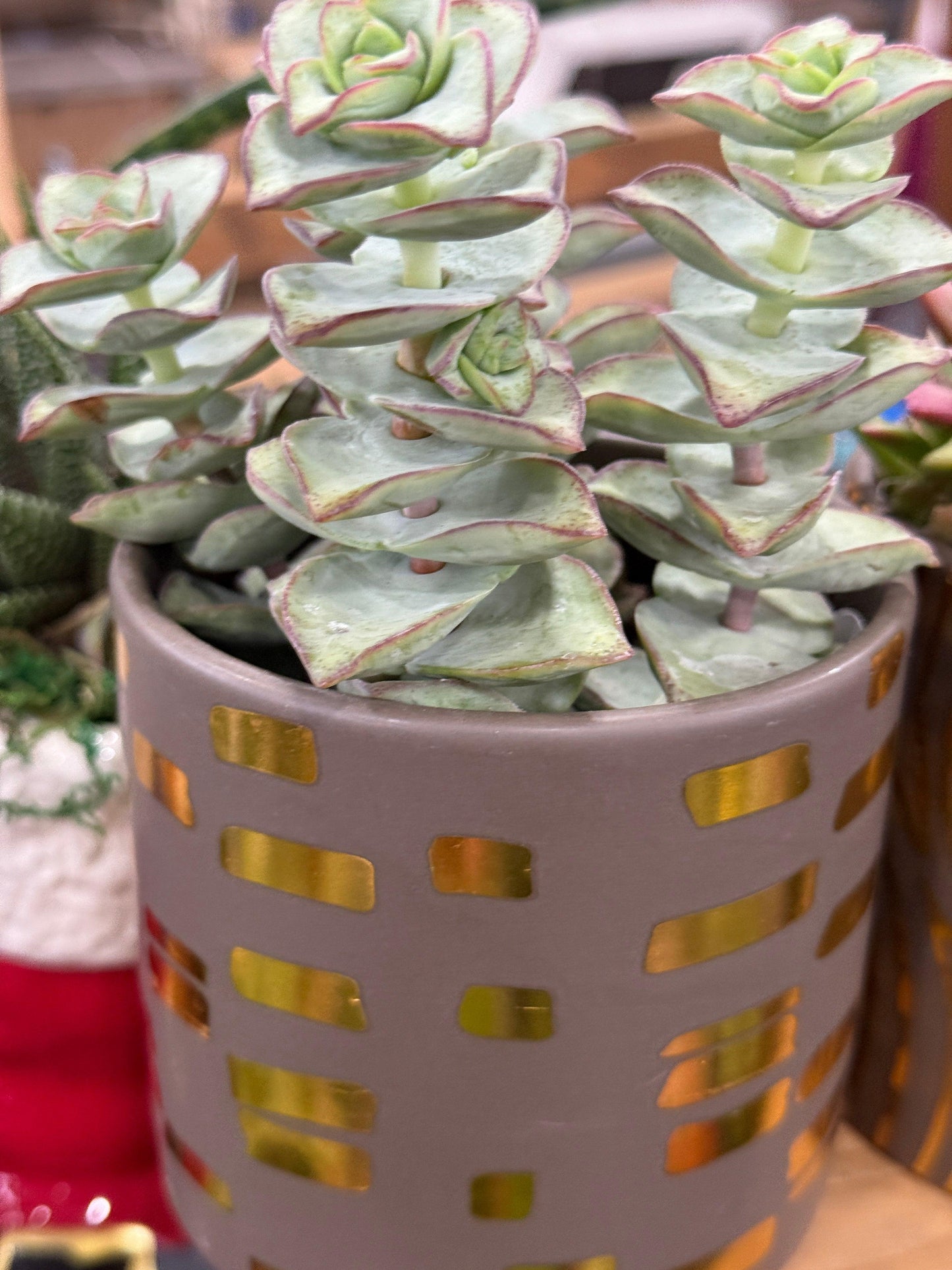 Succulent, String, Assorted - View 27 from www redcrocus com