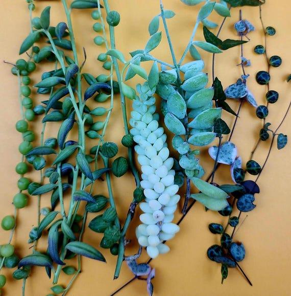 Succulent, String, Assorted - View 28 from www redcrocus com