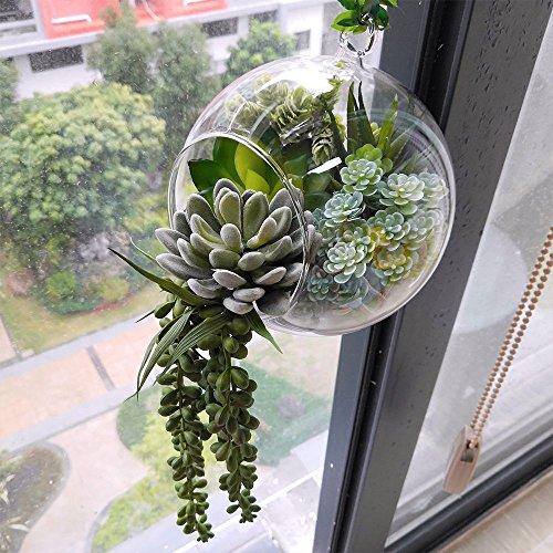 Succulent, String, Assorted - View 29 from www redcrocus com