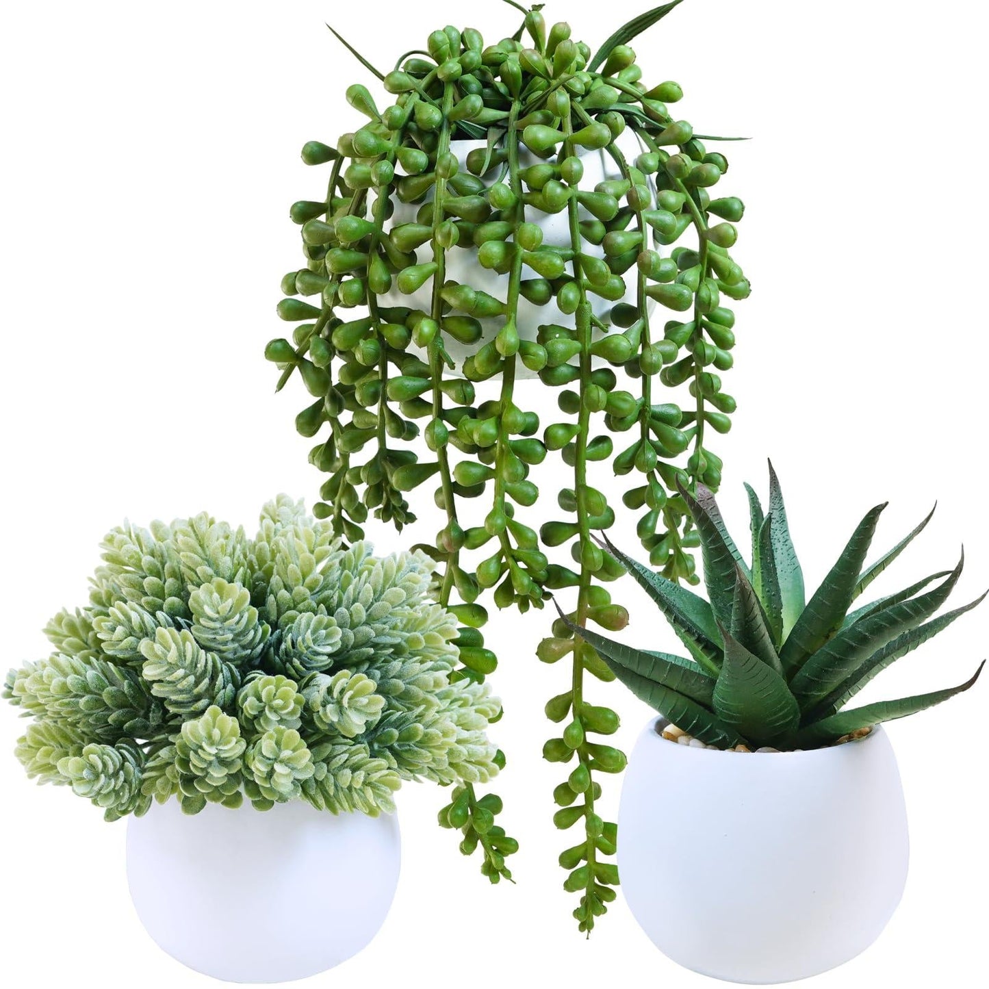 Succulent, String, Assorted - View 4 from www redcrocus com