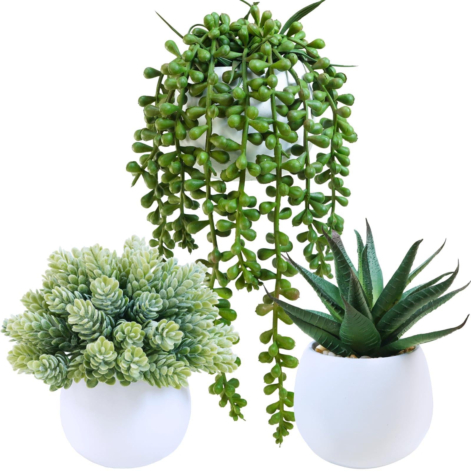 Succulent, String, Assorted - View 4 from www redcrocus com