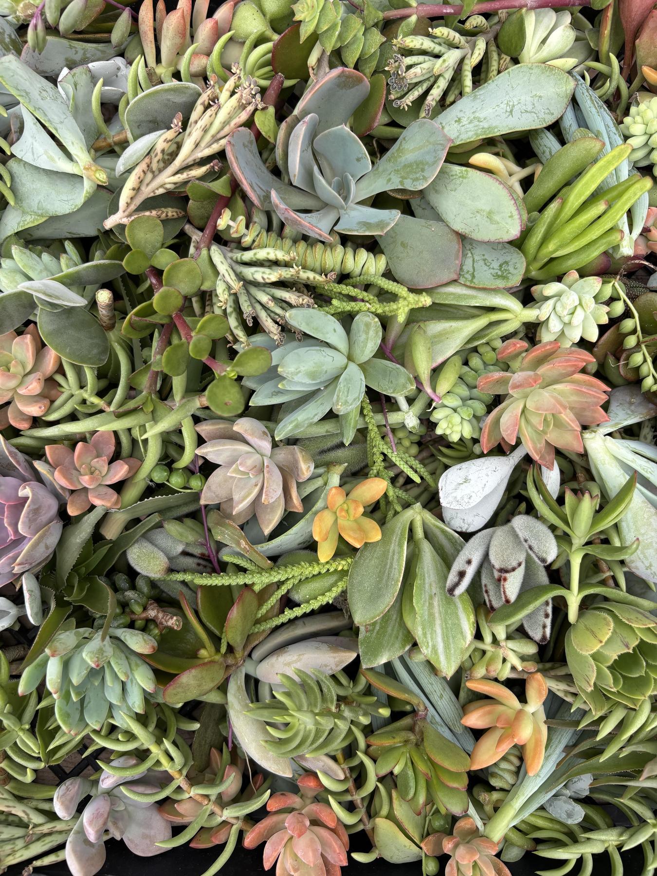 Succulent, Assorted - View 19 from www redcrocus com