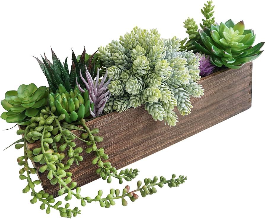 Succulent, Assorted - View 20 from www redcrocus com