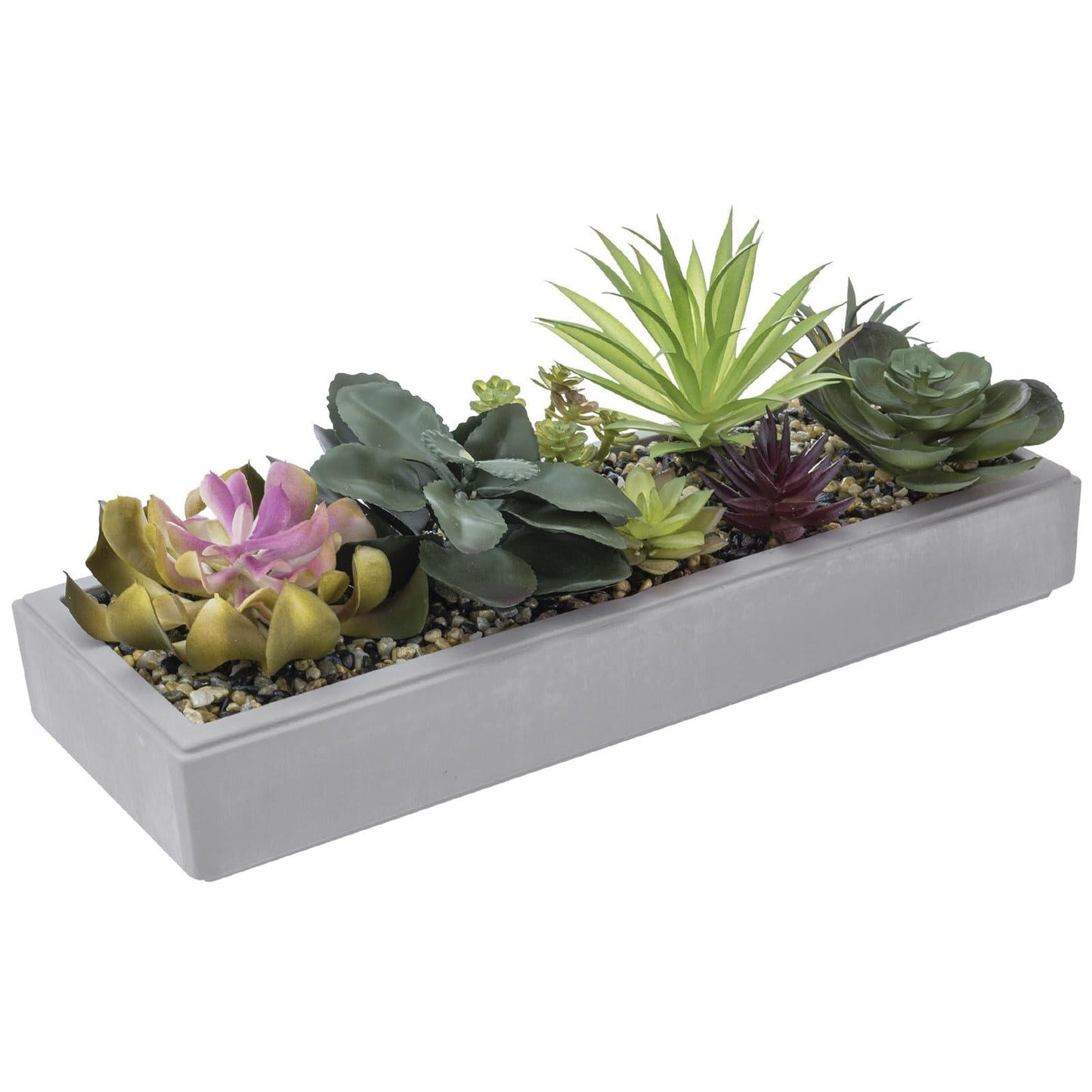 Succulent, Assorted - View 23 from www redcrocus com