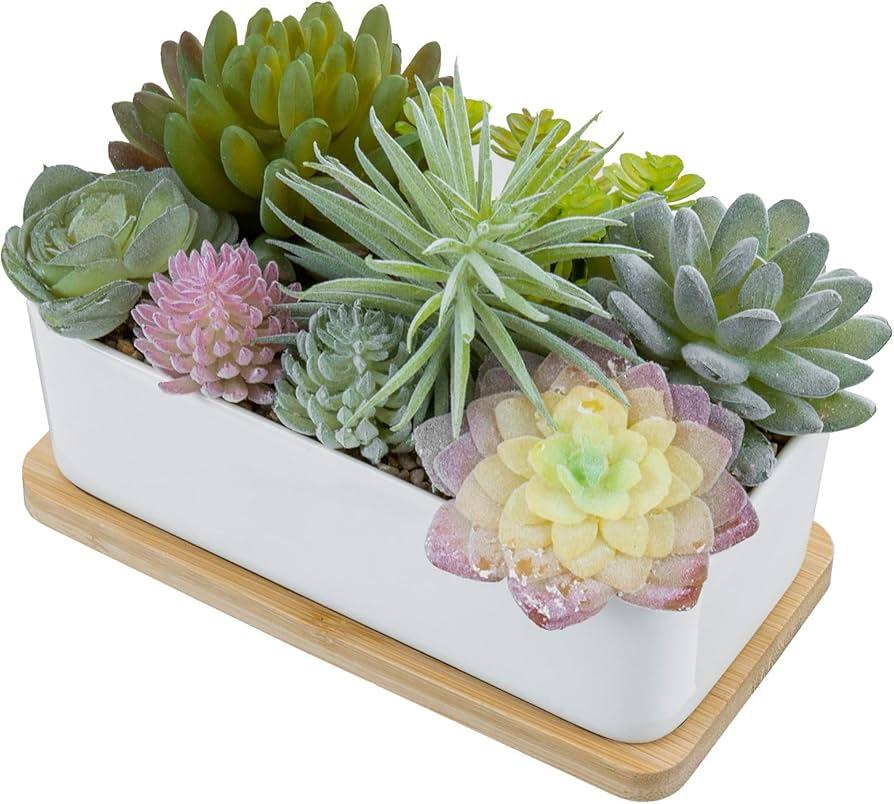 Succulent, Assorted - View 25 from www redcrocus com