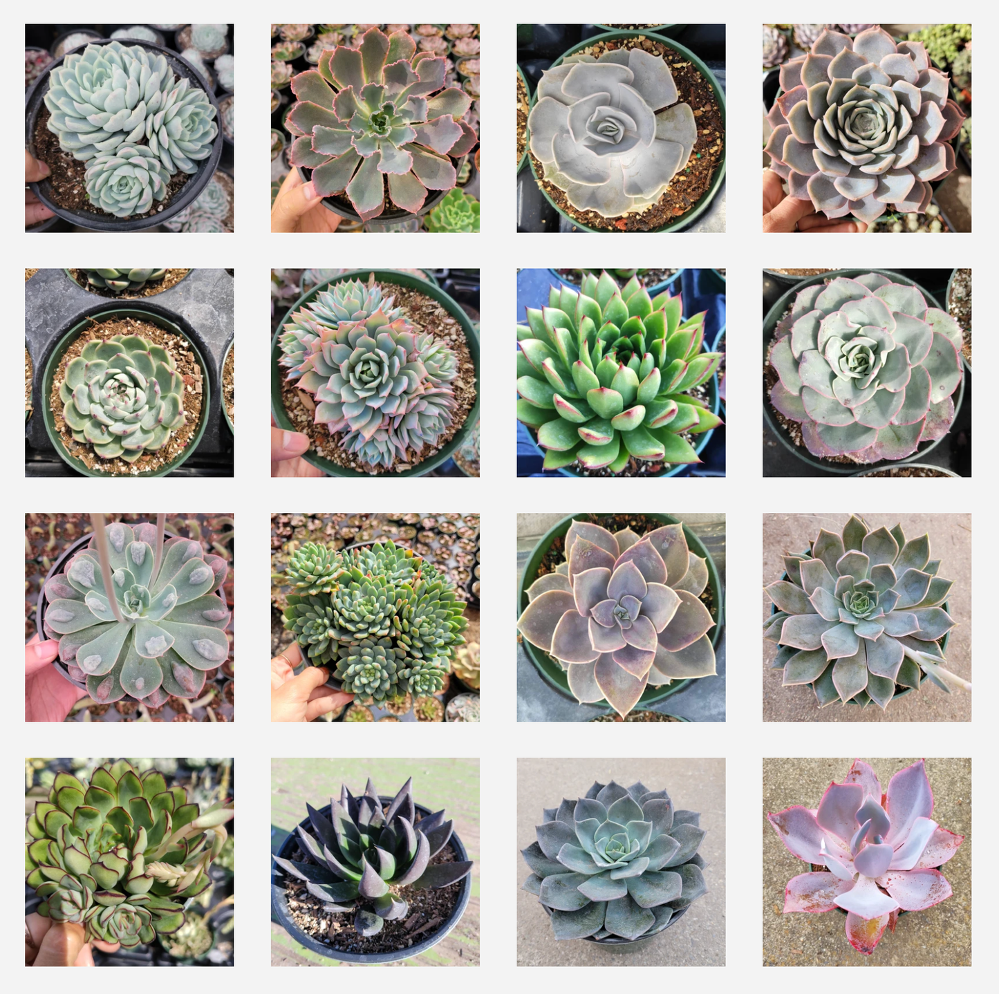 Succulent, Assorted - View 26 from www redcrocus com