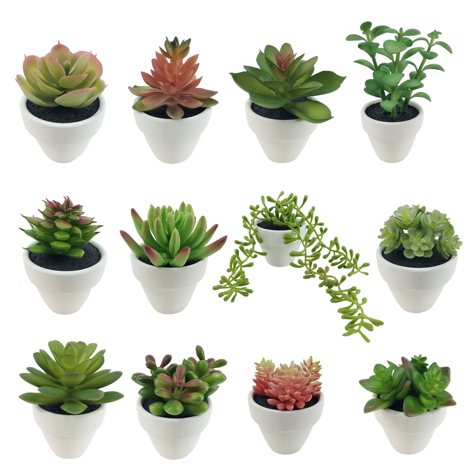 Succulent, Assorted - View 27 from www redcrocus com