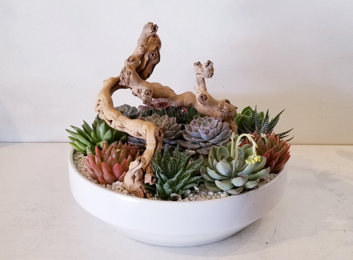 Succulent, Assorted - View 28 from www redcrocus com
