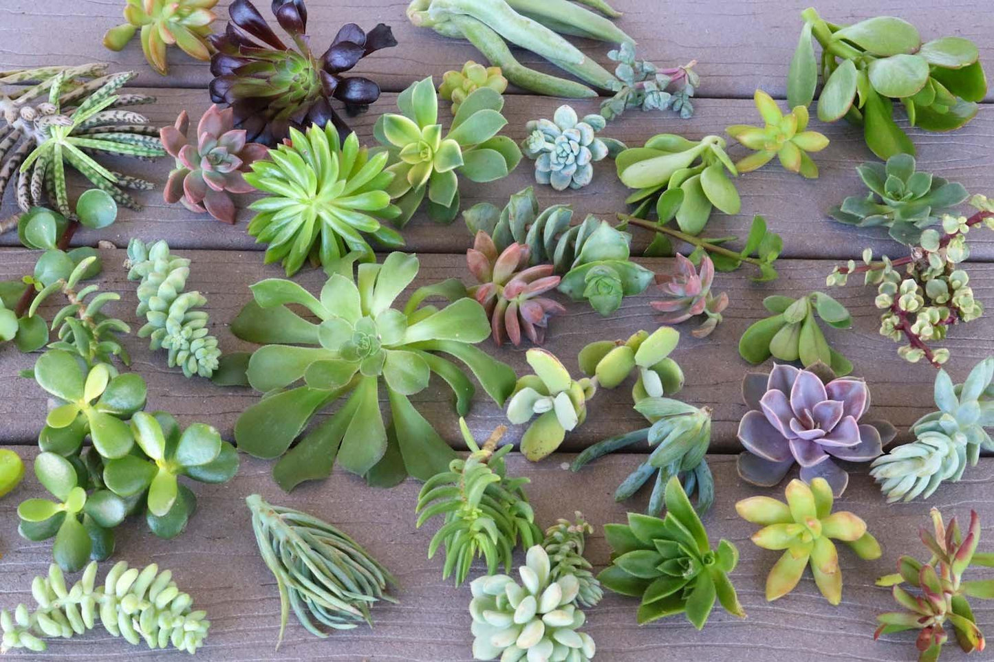 Succulent, Assorted - View 29 from www redcrocus com