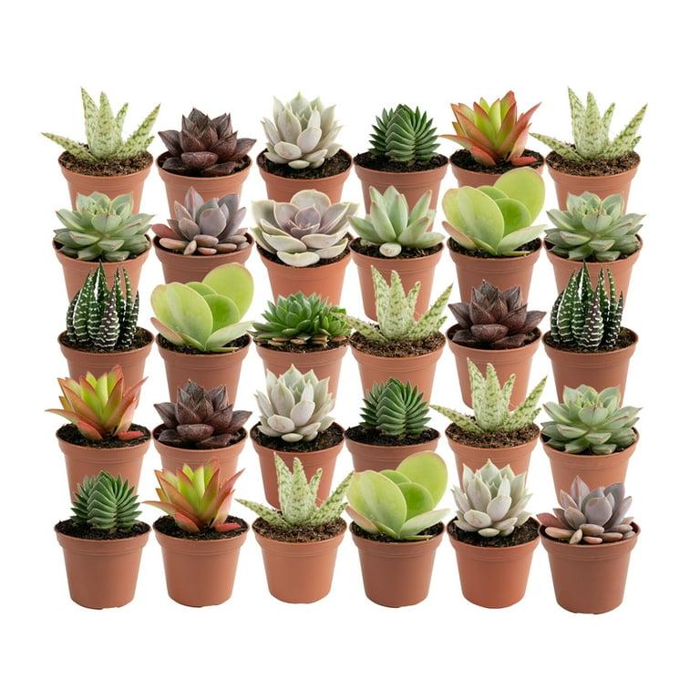 Succulent, Assorted - View 30 from www redcrocus com