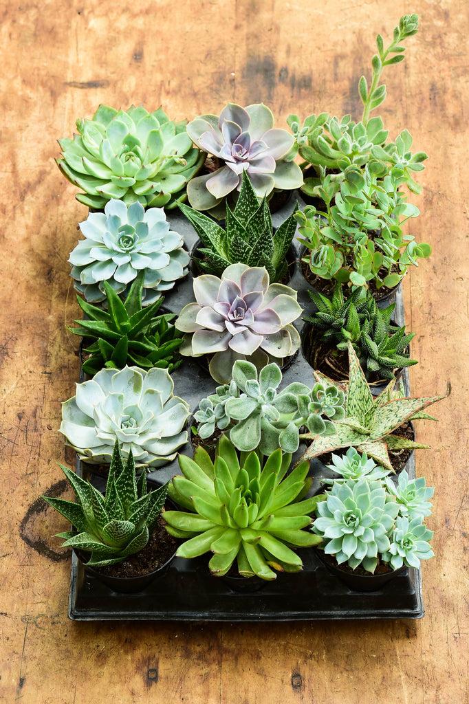 Succulent, Assorted - View 31 from www redcrocus com