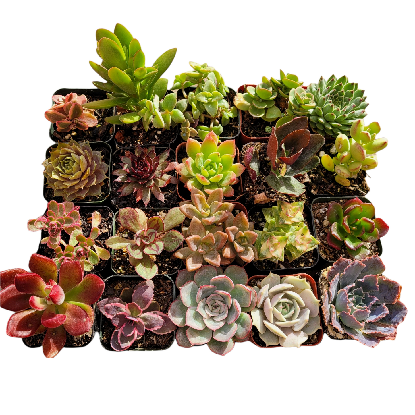 Succulent, Assorted - View 35 from www redcrocus com