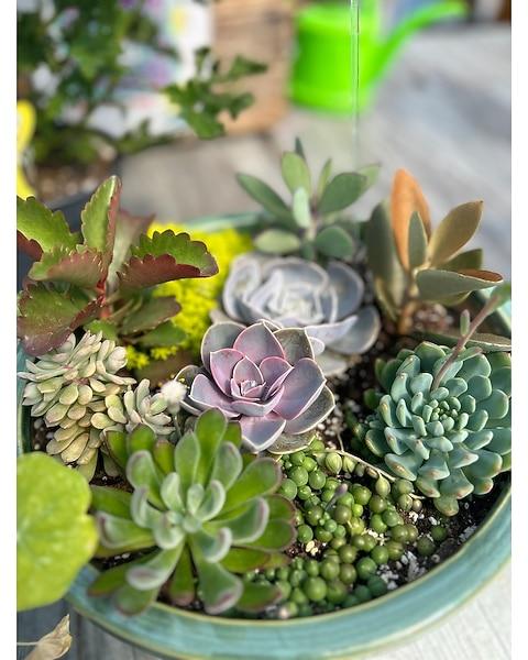 Succulent, Assorted - View 36 from www redcrocus com