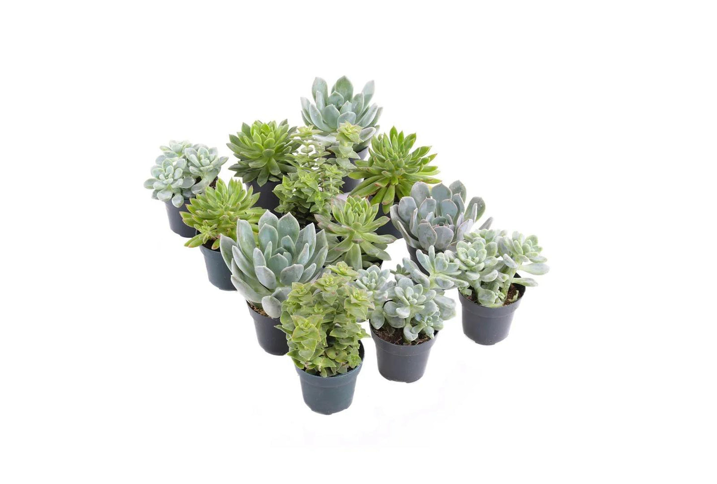 Succulent, Assorted - View 38 from www redcrocus com
