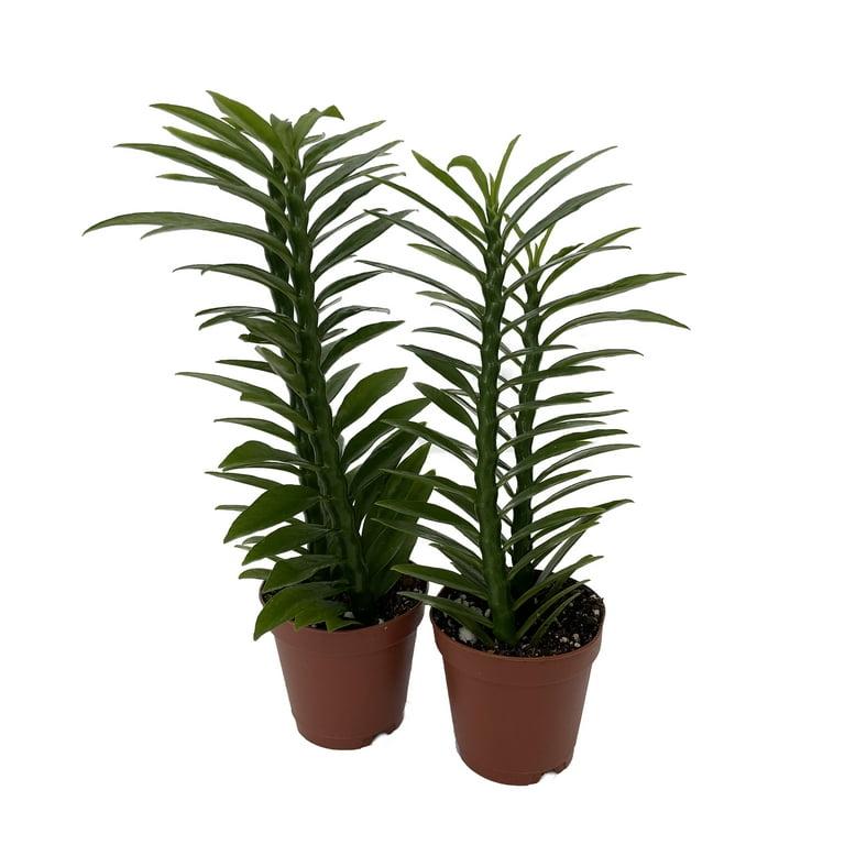 Pedilanthus, Assorted - View 10 from www redcrocus com