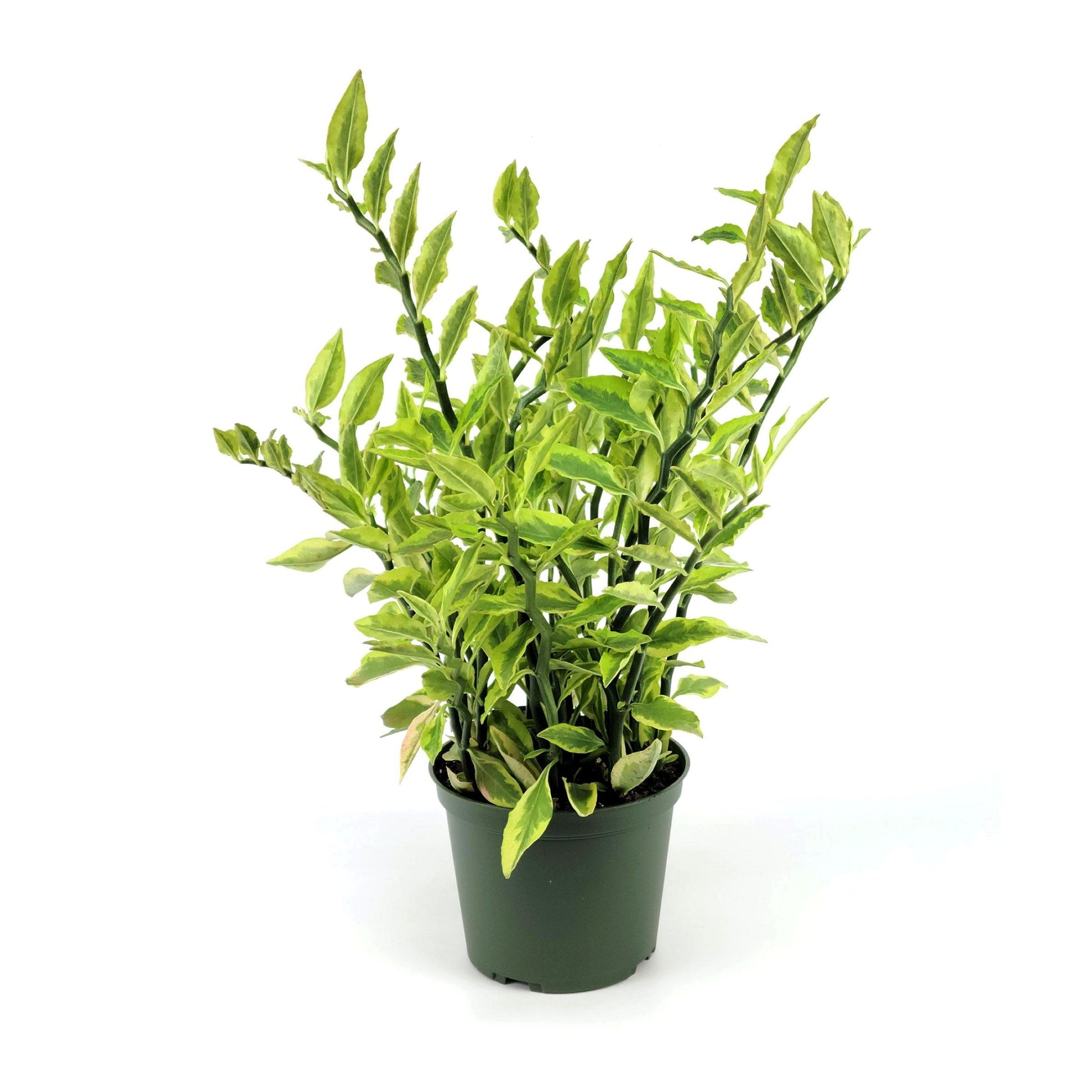 Pedilanthus, Assorted - View 27 from www redcrocus com