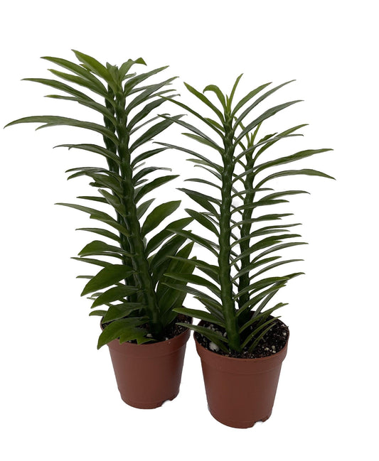 Pedilanthus, Assorted - View 30 from www redcrocus com
