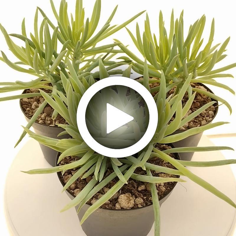 Senecio Barbertonicus 'himalaya' - View 11 from www redcrocus com