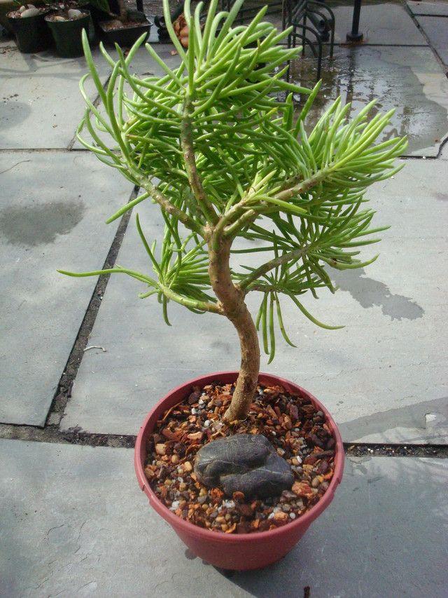 Senecio Barbertonicus 'himalaya' - View 12 from www redcrocus com