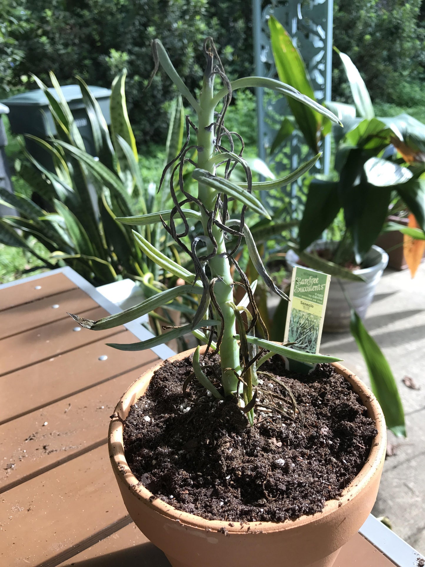 Senecio Barbertonicus 'himalaya' - View 13 from www redcrocus com