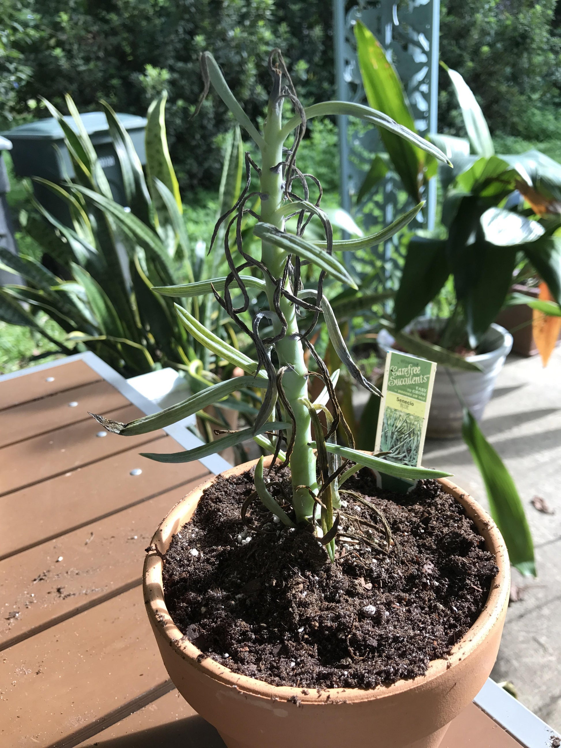 Senecio Barbertonicus 'himalaya' - View 13 from www redcrocus com