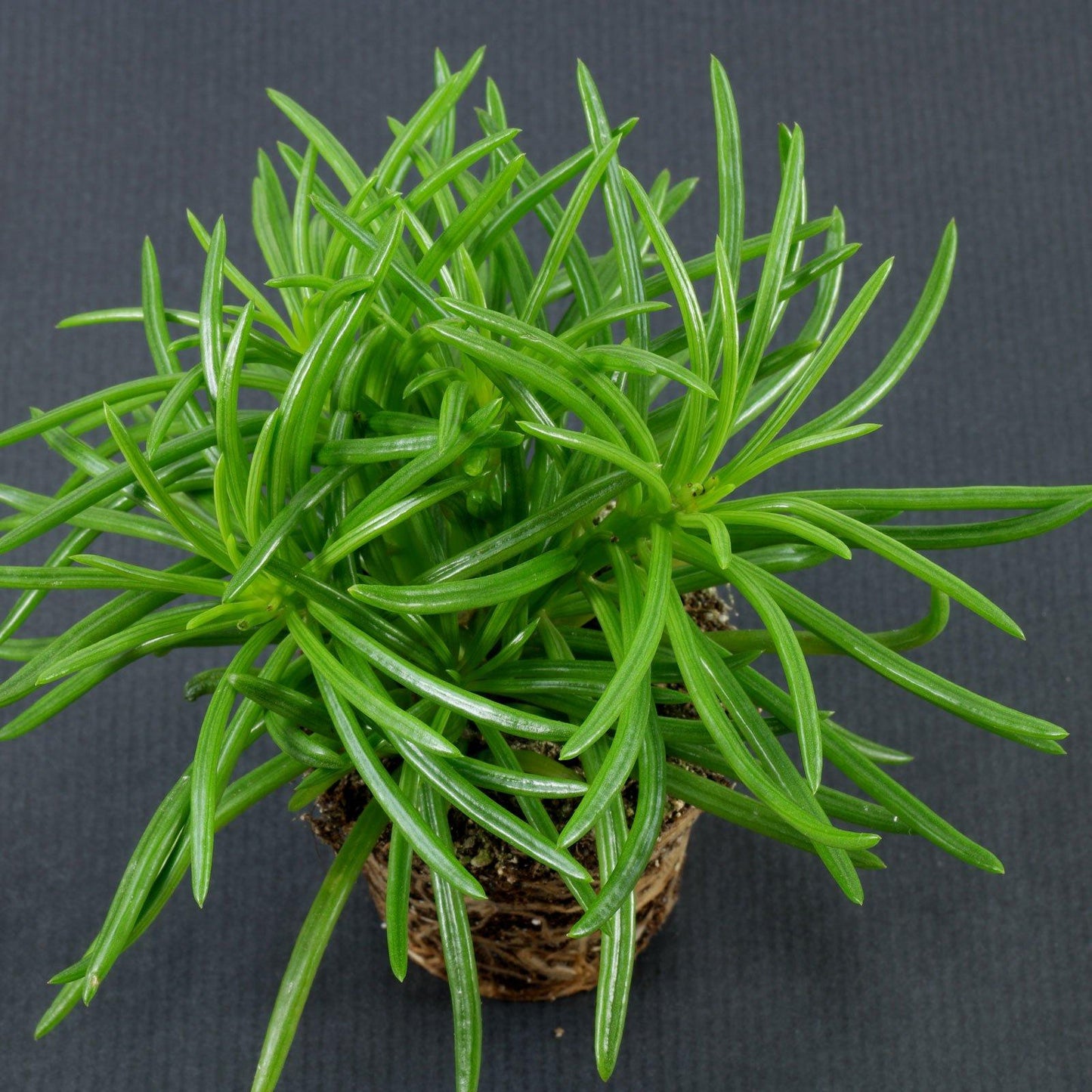 Senecio Barbertonicus 'himalaya' - View 14 from www redcrocus com