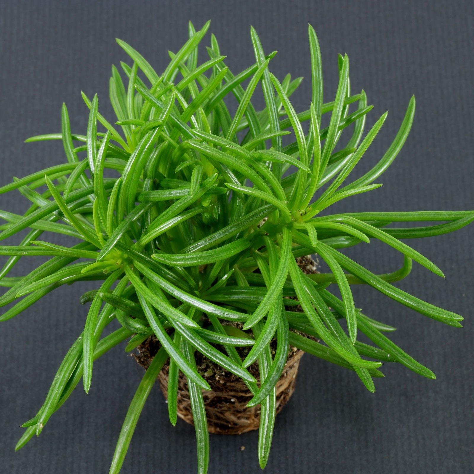 Senecio Barbertonicus 'himalaya' - View 14 from www redcrocus com
