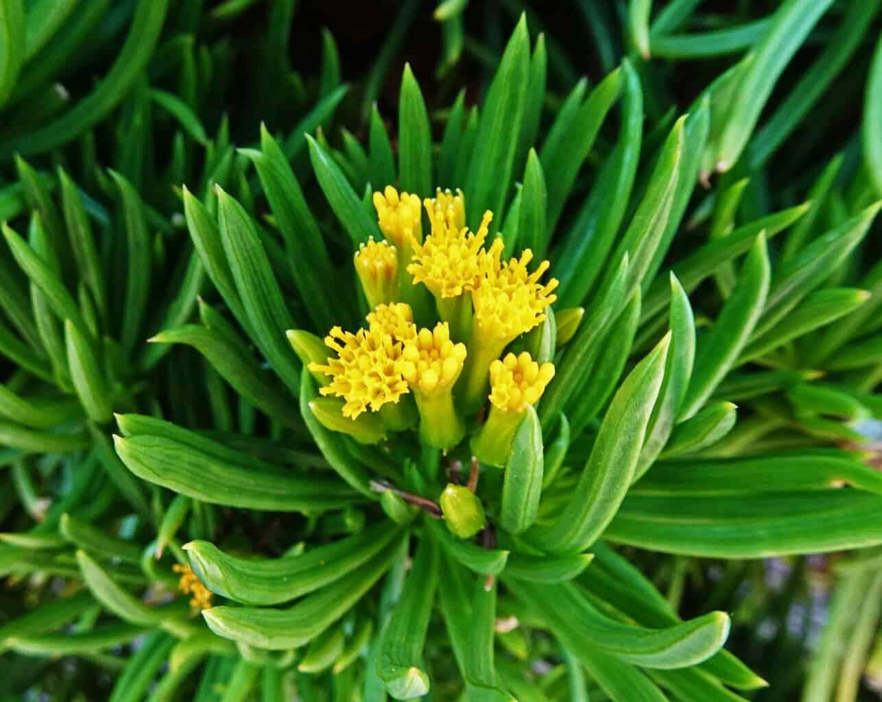 Senecio Barbertonicus 'himalaya' - View 15 from www redcrocus com