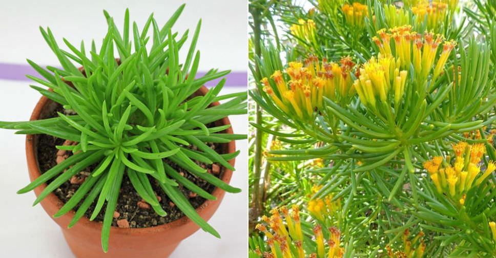Senecio Barbertonicus 'himalaya' - View 16 from www redcrocus com