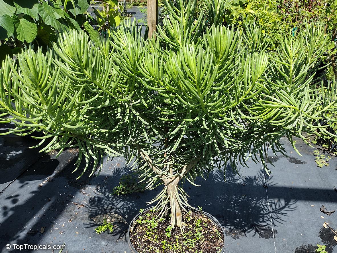 Senecio Barbertonicus 'himalaya' - View 18 from www redcrocus com