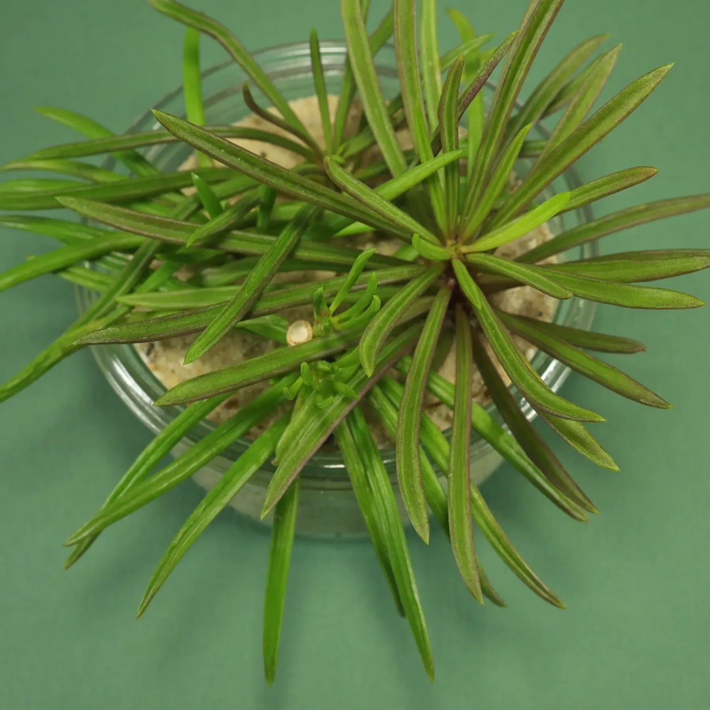 Senecio Barbertonicus 'himalaya' - View 19 from www redcrocus com
