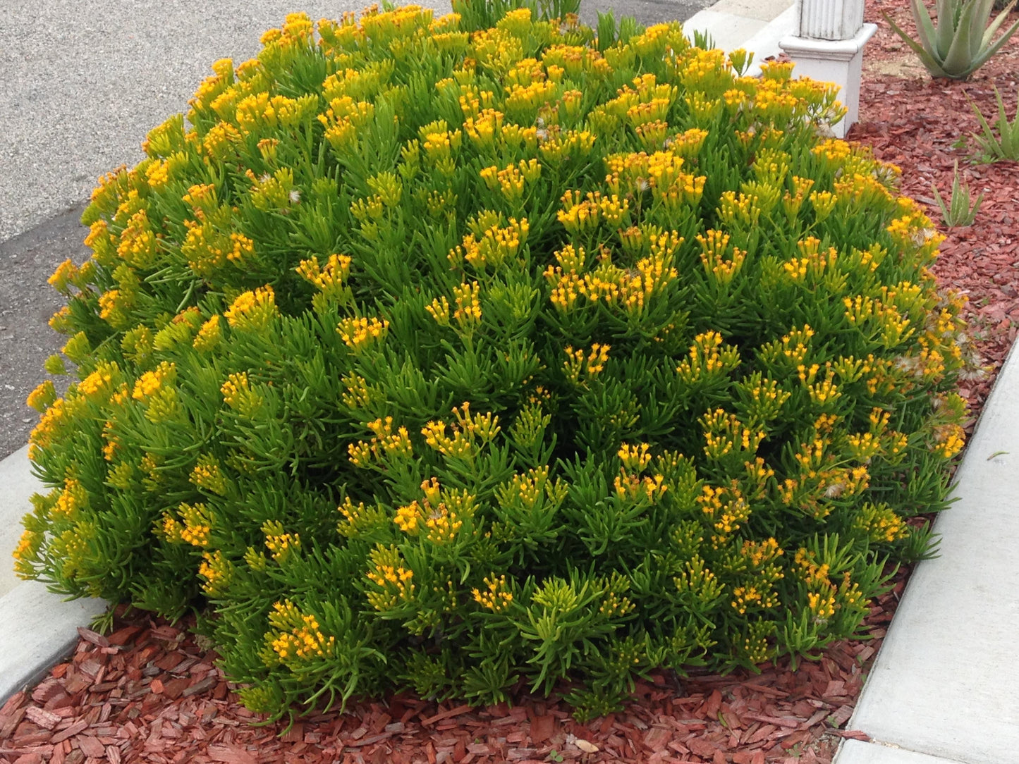 Senecio Barbertonicus 'himalaya' - View 1 from www redcrocus com