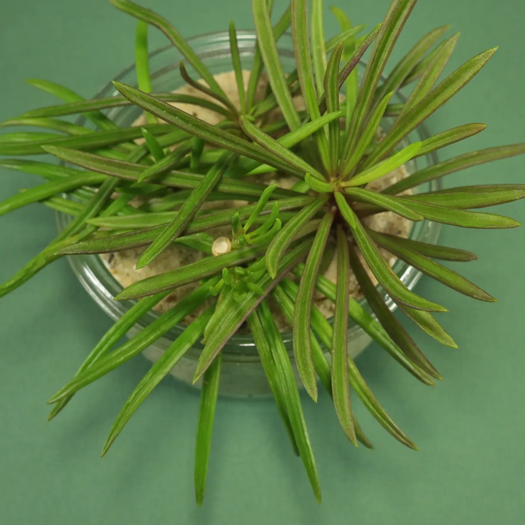 Senecio Barbertonicus 'himalaya' - View 21 from www redcrocus com