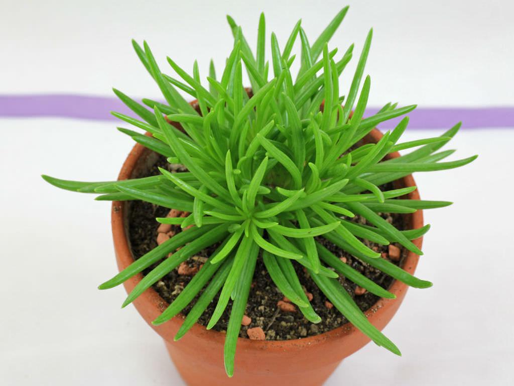 Senecio Barbertonicus 'himalaya' - View 24 from www redcrocus com