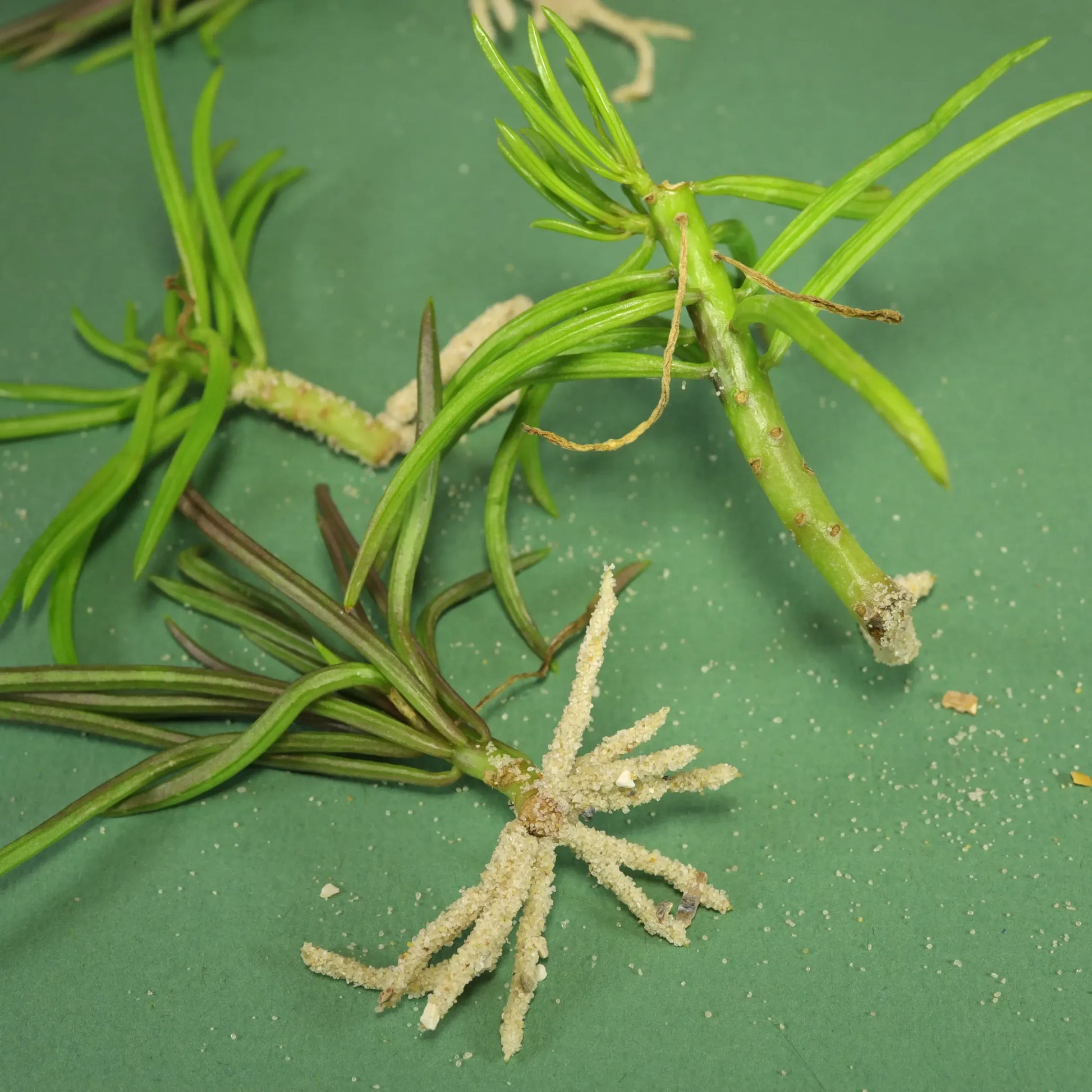 Senecio Barbertonicus 'himalaya' - View 26 from www redcrocus com