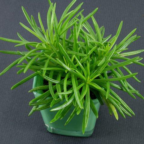 Senecio Barbertonicus 'himalaya' - View 32 from www redcrocus com