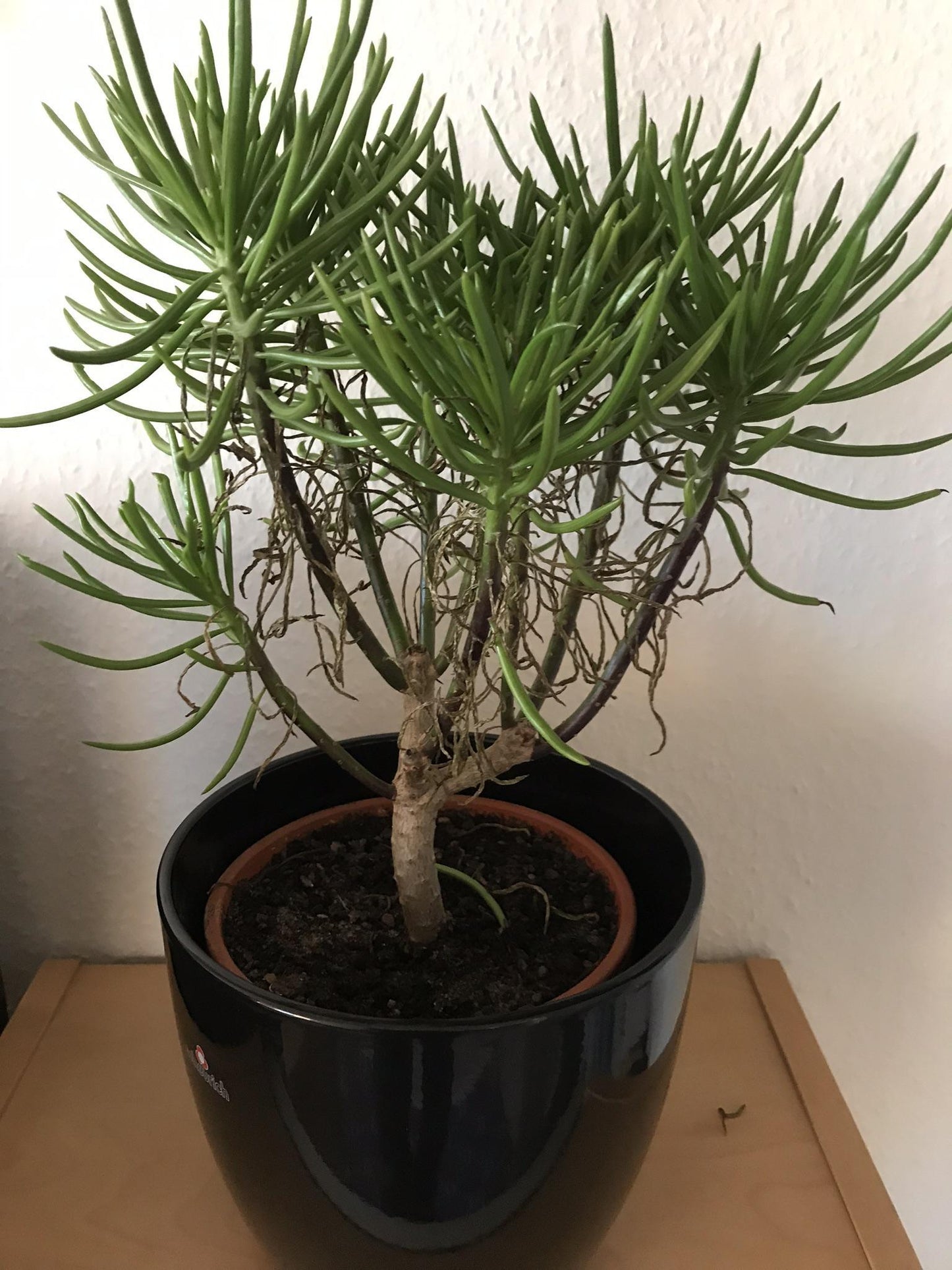 Senecio Barbertonicus 'himalaya' - View 33 from www redcrocus com