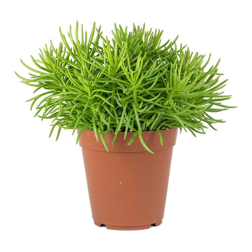 Senecio Barbertonicus 'himalaya' - View 34 from www redcrocus com
