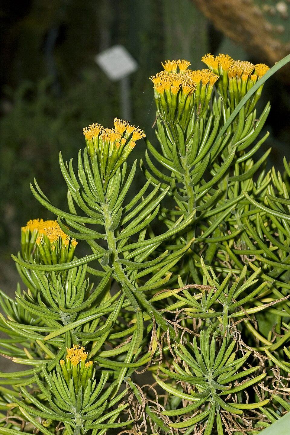 Senecio Barbertonicus 'himalaya' - View 3 from www redcrocus com