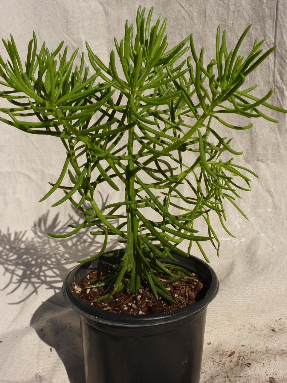 Senecio Barbertonicus 'himalaya' - View 4 from www redcrocus com