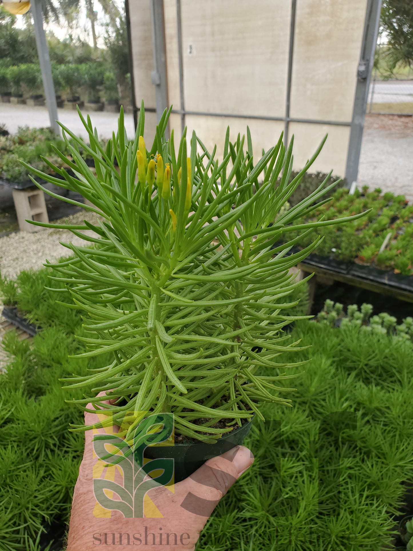 Senecio Barbertonicus 'himalaya' - View 7 from www redcrocus com