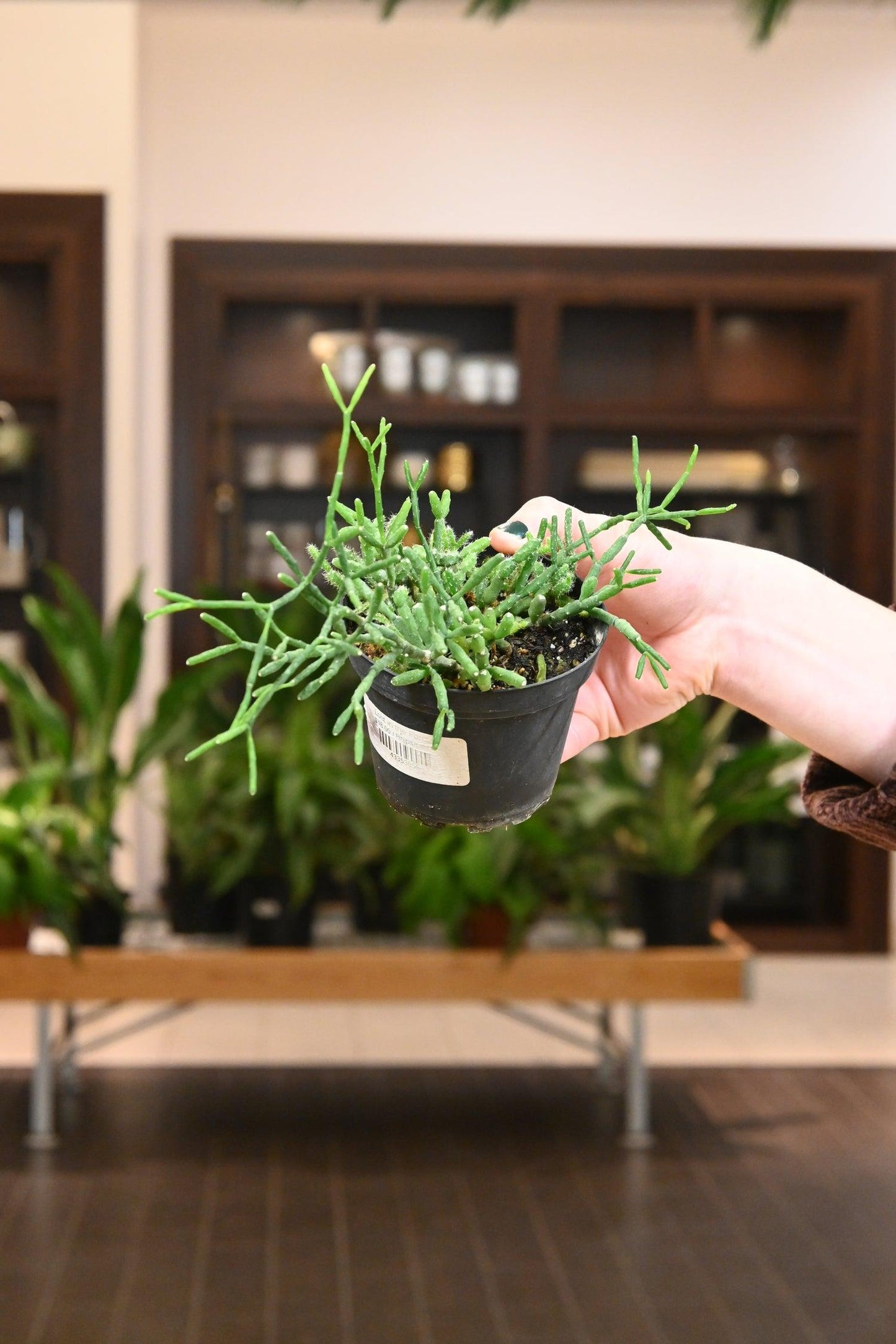 Rhipsalis, Assorted - View 10 from www redcrocus com