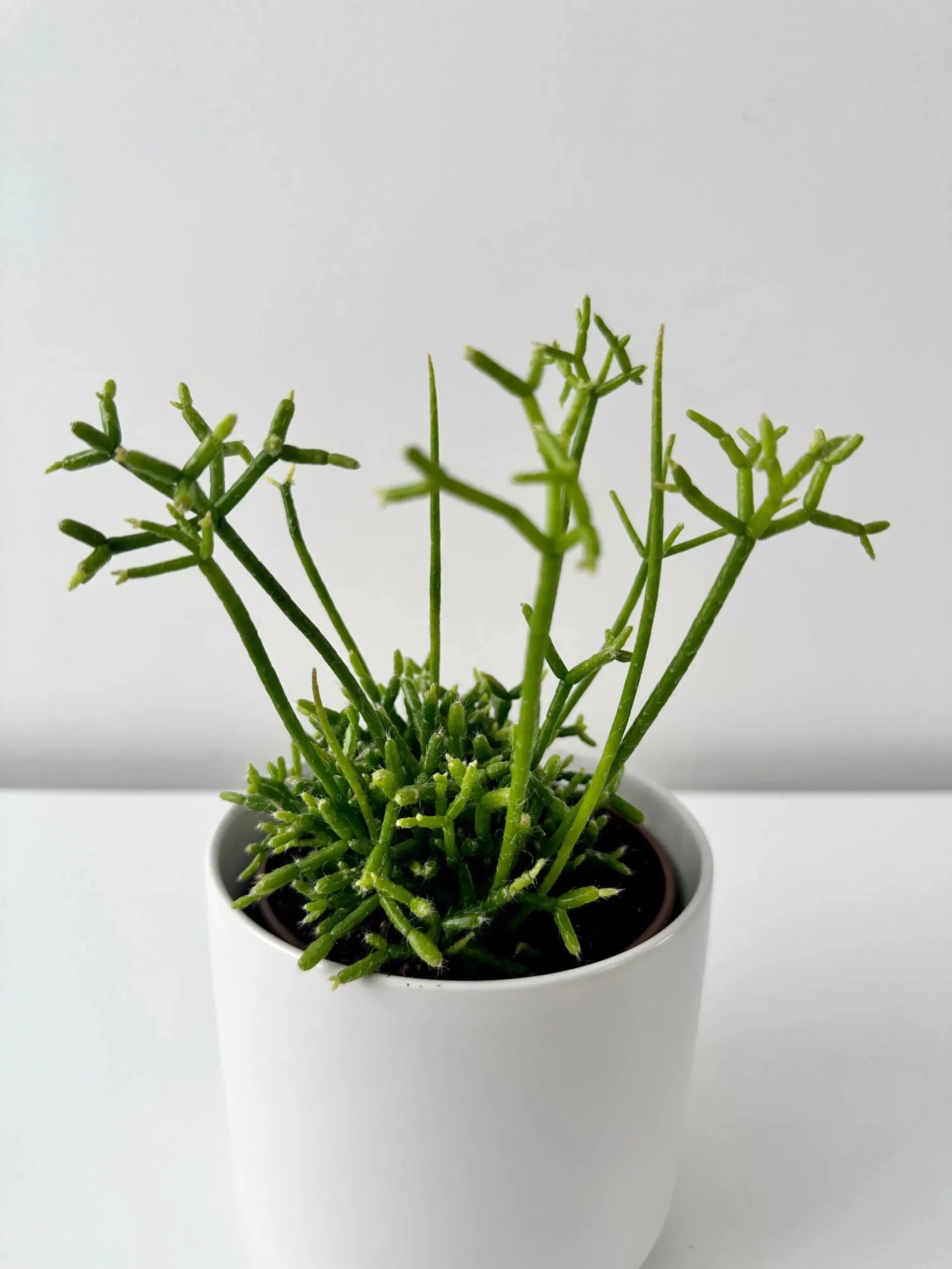 Rhipsalis, Assorted - View 13 from www redcrocus com