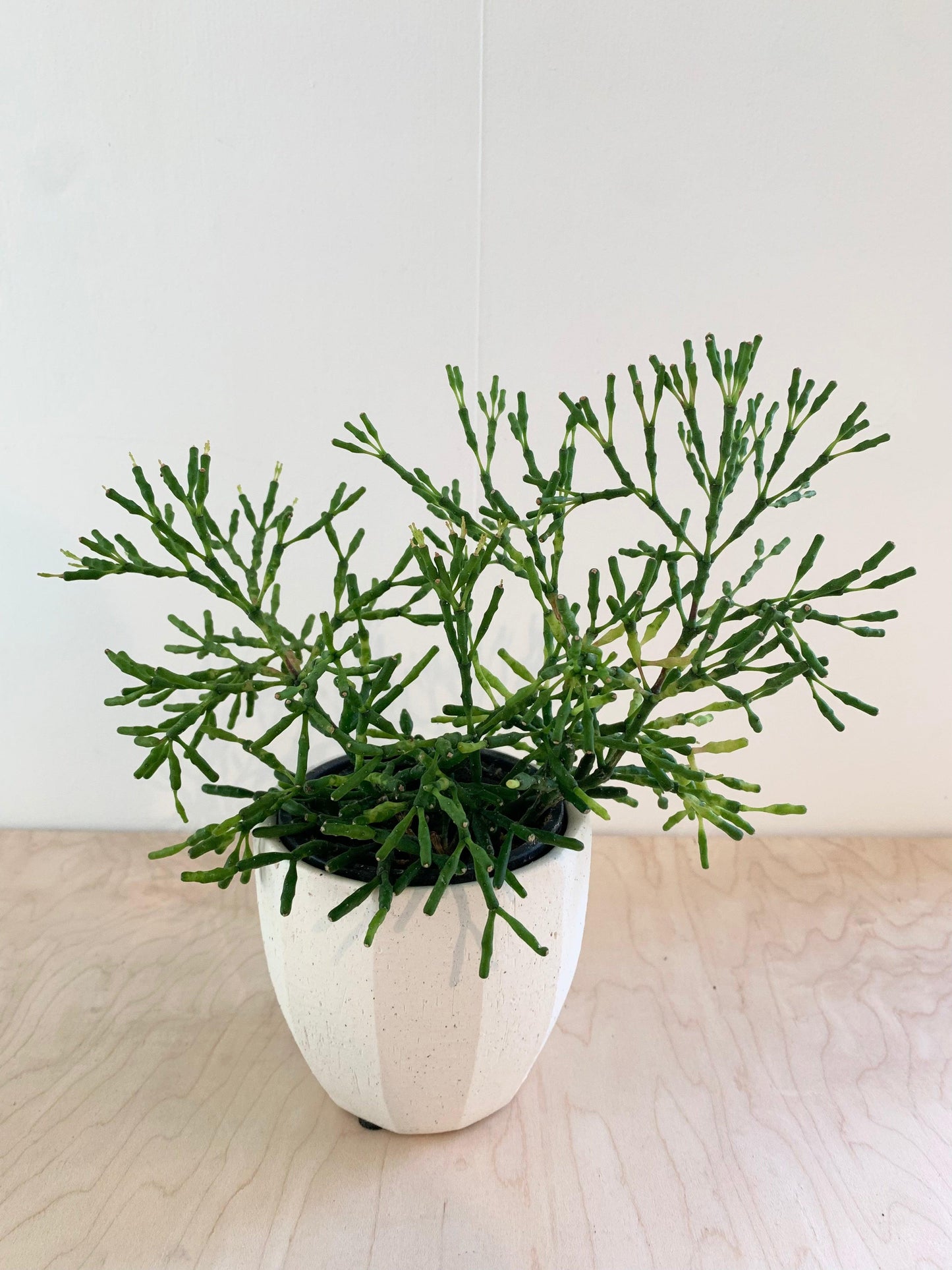 Rhipsalis, Assorted - View 14 from www redcrocus com