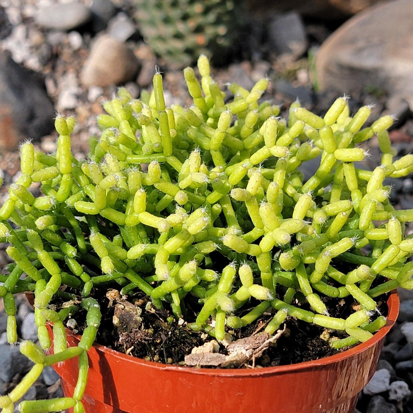Rhipsalis, Assorted - View 15 from www redcrocus com