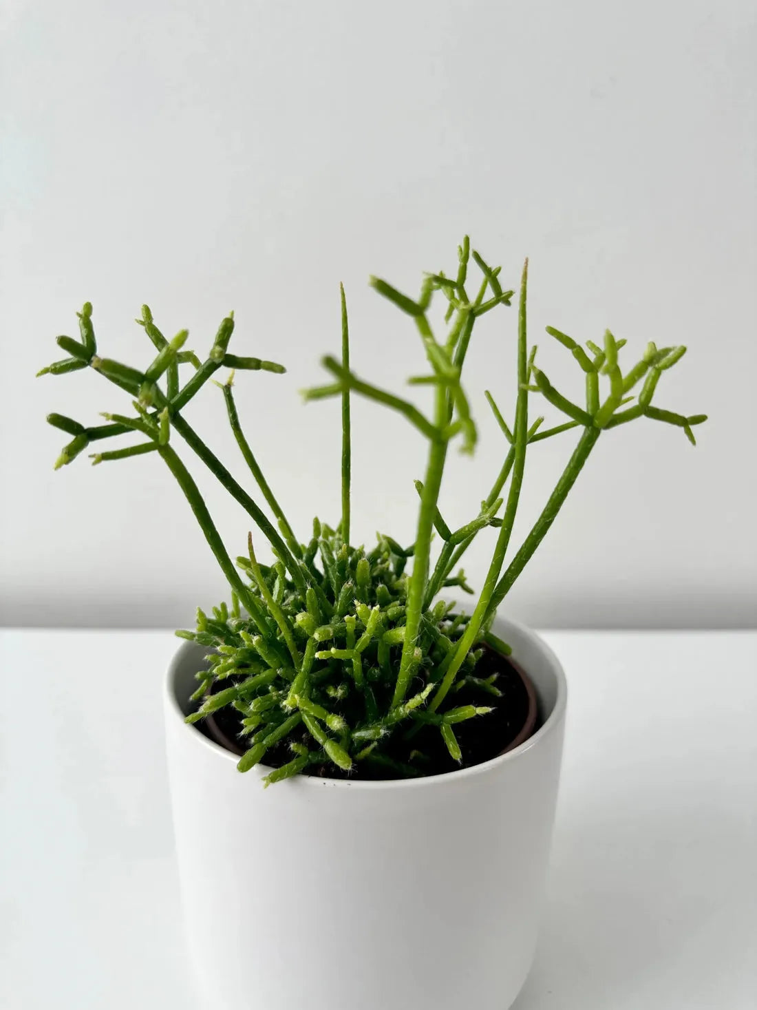 Rhipsalis, Assorted - View 27 from www redcrocus com