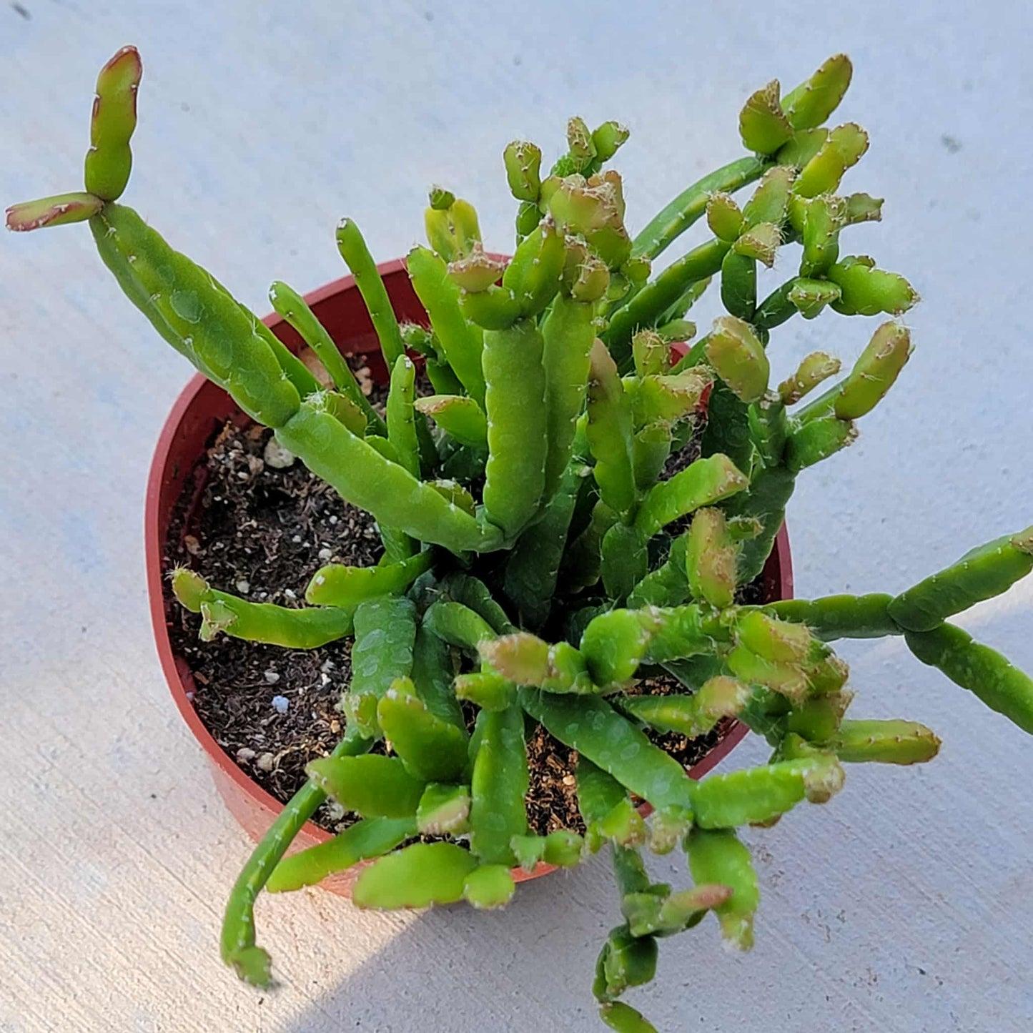 Rhipsalis, Assorted - View 29 from www redcrocus com