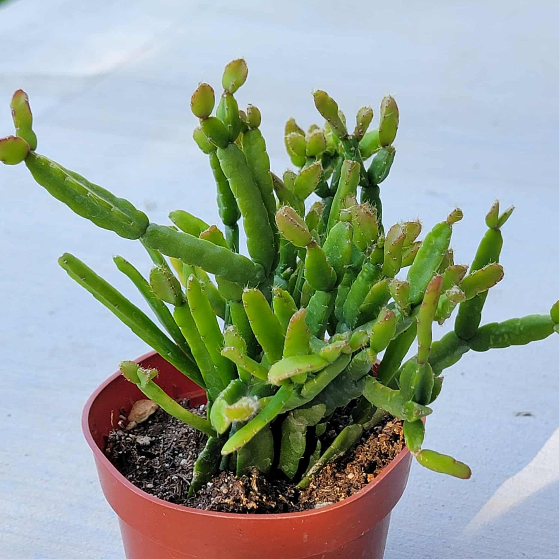 Rhipsalis, Assorted - View 30 from www redcrocus com