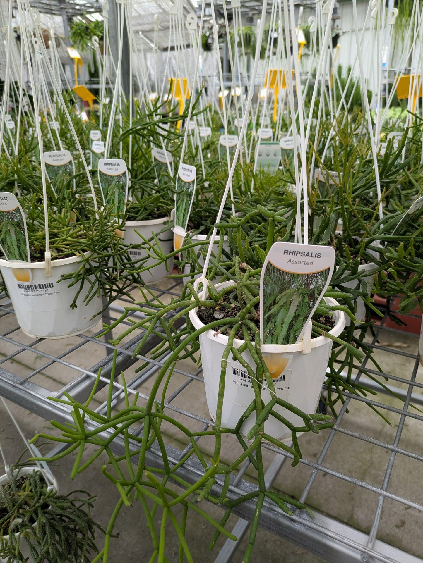 Rhipsalis, Assorted - View 32 from www redcrocus com