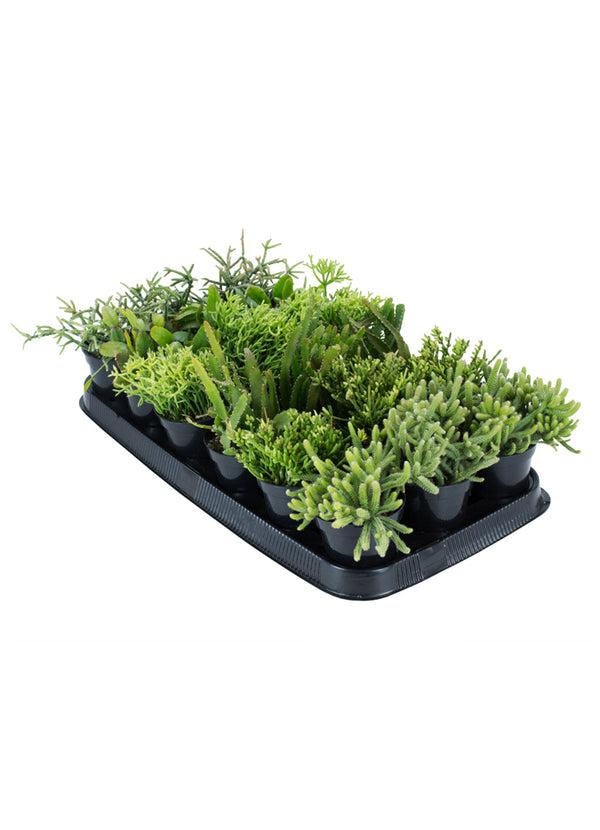 Rhipsalis, Assorted - View 33 from www redcrocus com